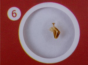 Levenhuk LabZZ C12 Élőlények – előkészített tárgylemez-készlet 