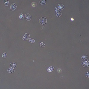 MAGUS PH2 fáziskontraszt eszköz