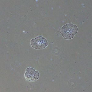MAGUS PH2 fáziskontraszt eszköz
