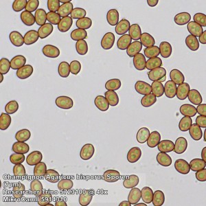 Bresser Researcher Trino 40–1000x mikroszkóp (62567)