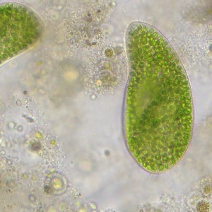 Bresser Researcher Trino 40–1000x mikroszkóp (62567)