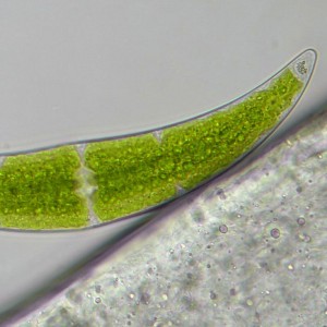 Bresser Researcher Trino 40–1000x mikroszkóp (62567)