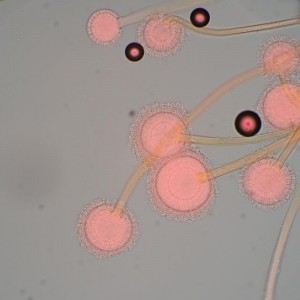 MAGUS Bio 270T biológiai mikroszkóp
