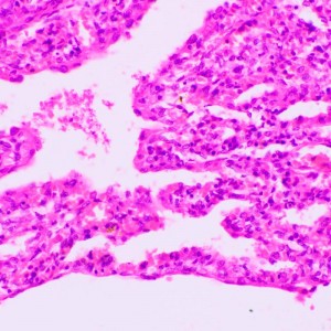 MAGUS Bio 270T biológiai mikroszkóp