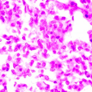MAGUS Bio 270T biológiai mikroszkóp