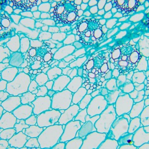 MAGUS Bio 260T biológiai mikroszkóp