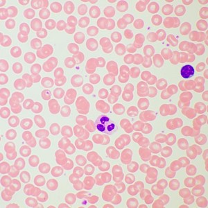 MAGUS Bio 260T biológiai mikroszkóp