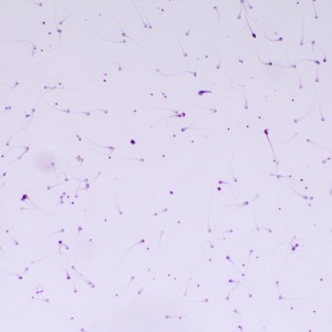 MAGUS Bio 260T biológiai mikroszkóp