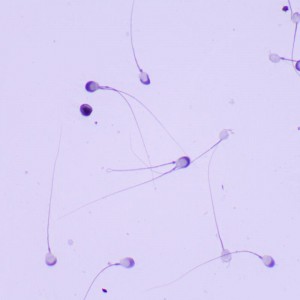 MAGUS Bio 260T biológiai mikroszkóp