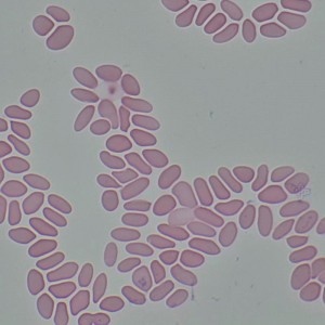 MAGUS Bio 290T biológiai mikroszkóp