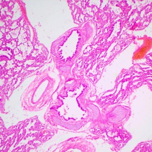MAGUS Bio 240T biológiai mikroszkóp