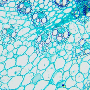 MAGUS Bio 240B biológiai mikroszkóp