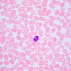 MAGUS Bio 240B biológiai mikroszkóp