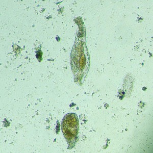 MAGUS Bio VD300 biológiai fordított digitális mikroszkóp