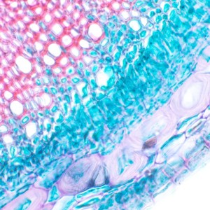 MAGUS Bio 230T biológiai mikroszkóp