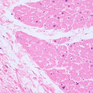 MAGUS Bio 230BL biológiai mikroszkóp