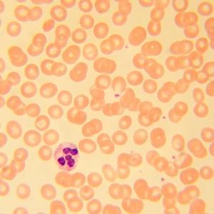 MAGUS Bio 230B biológiai mikroszkóp