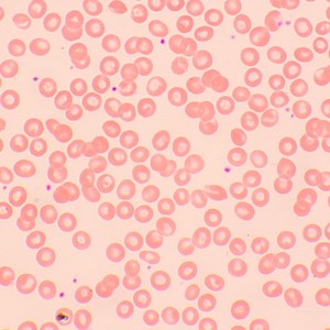 MAGUS Bio 250TL biológiai mikroszkóp