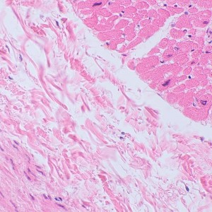 MAGUS Bio 250TL biológiai mikroszkóp
