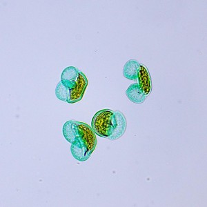 MAGUS Bio 250TL biológiai mikroszkóp
