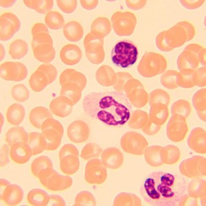 MAGUS Bio 250T biológiai mikroszkóp