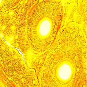 MAGUS Bio 250T biológiai mikroszkóp