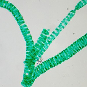 MAGUS Bio 250T biológiai mikroszkóp